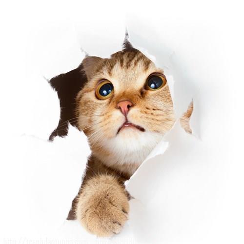  Bộ sưu tập tranh dán tường động vật độc đáo